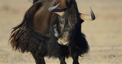  “Once There Was A Yak” – An Epic Tale of Transformation and Acceptance Filled with Wit!