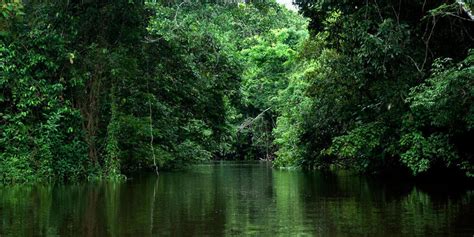  The Talking Tree - A Folktale Whispered Through Brazilian Jungles: Unveiling Ancient Wisdom and Nature's Secrets