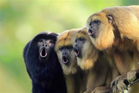  The Story of the Howler Monkey and the Jaguar - A Colombian Folk Tale with Echoes of Social Commentary!